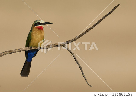 White-fronted Bee-eater White-fronted Bee-eater 135865155