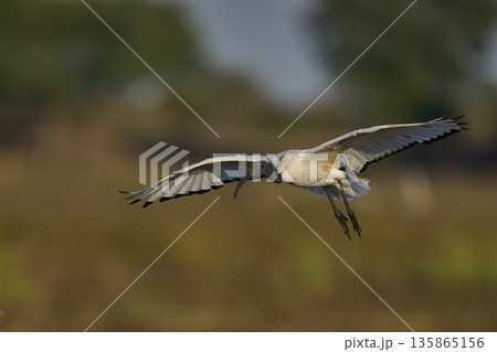 African Sacred Ibis African Sacred Ibis 135865156