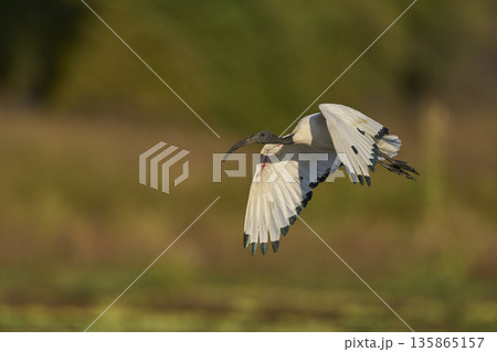 African Sacred Ibis 135865157