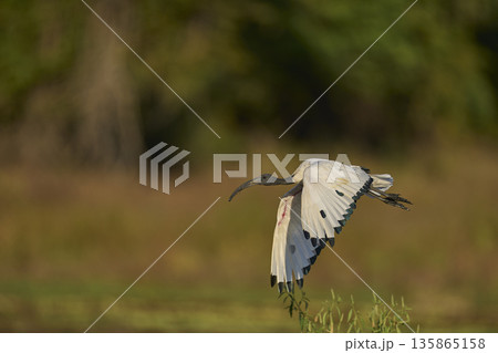 African Sacred Ibis African Sacred Ibis 135865158