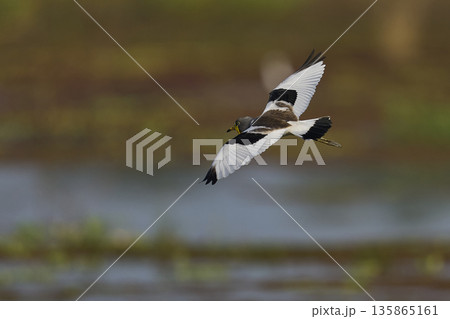 White-crowned Lapwing White-crowned Lapwing 135865161