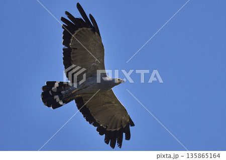 African Harrier-Hawk 135865164