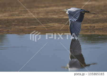Grey Heron in Zambia 135865165