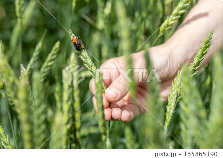 Beetle pest of grain crops, Kuzka, sits on a ripe ear of wheat Beetle pest of grain crops, Kuzka, sits on a ripe ear of wheat 135865190