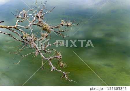 Branches covered in parasitic plants Branches covered in parasitic plants 135865245