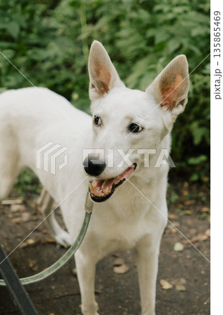 portrait of a white dog, a pet walking in park with its owner, training and raising pets. portrait of a white dog, a pet walking in park with its owner, training and raising pets. 135865469