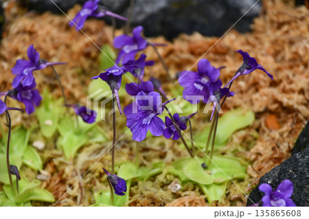 ピンギクラ・グランディフロラ Large-flowered Butterwort ピンギクラ・グランディフロラ Large-flowered Butterwort 135865608