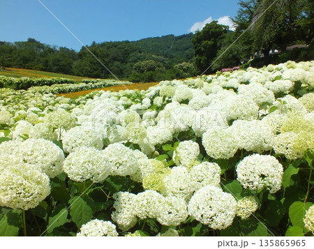 アナベル(長瀞花の里にて撮影) アナベル(長瀞花の里にて撮影) 135865965