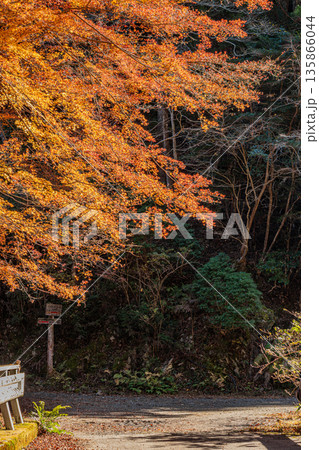 岡崎市のくらがり渓谷の風景(愛知県) 岡崎市のくらがり渓谷の風景(愛知県) 135866044