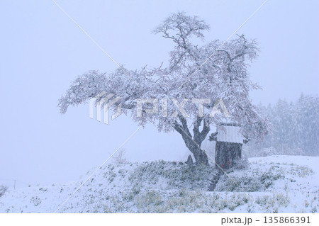 田村市船引町　小沢の桜 135866391