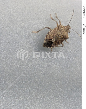 家の中に現れたカメムシ 家の中に現れたカメムシ 135866640
