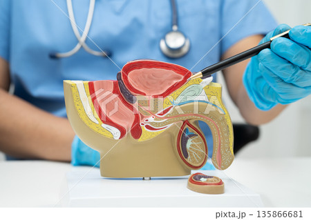 Male reproductive system, Asian doctor holding human anatomy model. Male reproductive system, Asian doctor holding human anatomy model. 135866681
