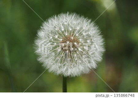 Windblown dandelion head releasing seeds. Green blurred background adds a peaceful and airy summer mood. Windblown dandelion head releasing seeds. Green blurred background adds a peaceful and airy summer mood. 135866748