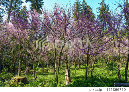 Eastern Redbud Tree or Cercis canadensis blossoming in the World Forest, Weltwald in Freising near Munich, Germany. Eastern Redbud Tree or Cercis canadensis blossoming in the World Forest, Weltwald in Freising near Munich, Germany. 135866750