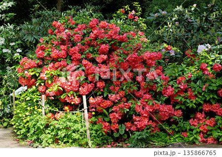 The Botanical Garden of Munich in Germany with garden pathes and topiary boxwood bushes on green meadows 135866765