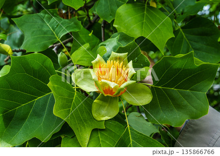 The Botanical Garden of Munich in Germany with garden pathes and topiary boxwood bushes on green meadows 135866766
