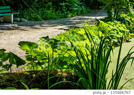 Hiking along the banks of the Bavarian River Wuerm with detailed views of green nature. 135866767