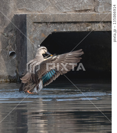 飛び立つカモ 135866914