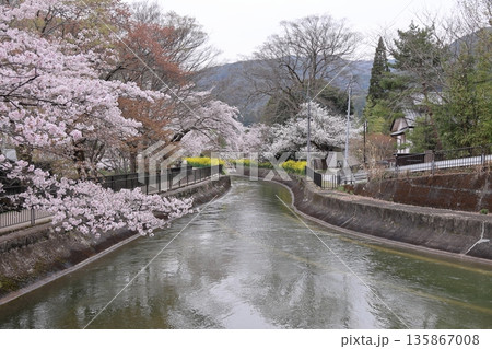 琵琶湖疏水と桜と菜の花【京都市山科区】 琵琶湖疏水と桜と菜の花【京都市山科区】 135867008