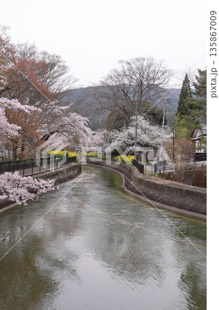琵琶湖疏水と桜と菜の花【京都市山科区】 琵琶湖疏水と桜と菜の花【京都市山科区】 135867009