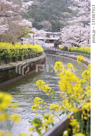 琵琶湖疏水と桜と菜の花【京都市山科区】 琵琶湖疏水と桜と菜の花【京都市山科区】 135867013