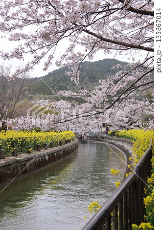 琵琶湖疏水と桜と菜の花【京都市山科区】 琵琶湖疏水と桜と菜の花【京都市山科区】 135867014