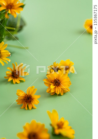 Wild yellow daisy flowers arranged with leaves on background Wild yellow daisy flowers arranged with leaves on background 135867175