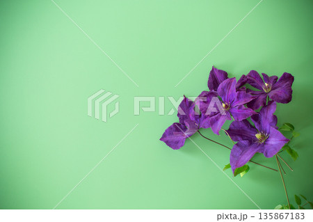 purple clematis branch on green background from above 135867183