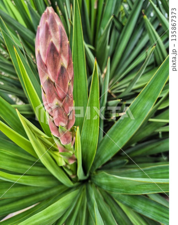 Yucca preparing to bloom. Close-up photo of a purple-pink flower bud growing from the center of a Yucca or Agave plant. Yucca preparing to bloom. Close-up photo of a purple-pink flower bud growing from the center of a Yucca or Agave plant. 135867373