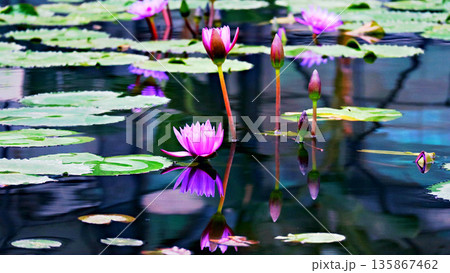 水面に浮かぶ睡蓮の花 水面に浮かぶ睡蓮の花 135867462