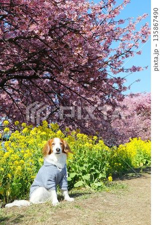 桜と菜の花が彩る縦構図のコーイケルホンディエ 桜と菜の花が彩る縦構図のコーイケルホンディエ 135867490