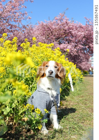 小出川の河津桜と菜の花に囲まれたコイケル 小出川の河津桜と菜の花に囲まれたコイケル 135867491