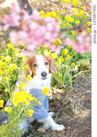 河津桜と菜の花の中でカメラ目線の愛犬 135867492
