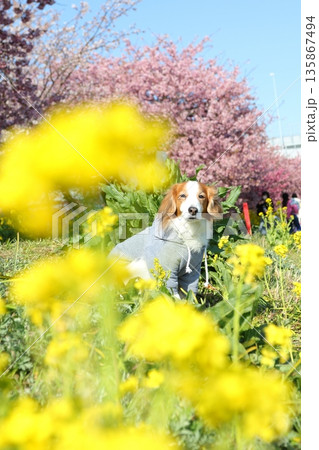 桜と菜の花のコントラストが映えるコイケル 135867494