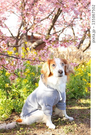 小出川の河津桜と菜の花と愛犬の記念写真 135867502
