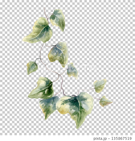 Ivy branch with abstract spotted patterns in green and ochre tones.Painted in soft watercolor with organic textures,for modern weddings,creative branding,nature inspired floral designs 135867519