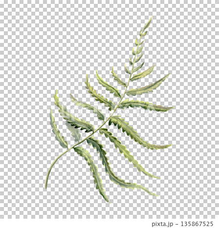 Curling fern frond,evoking the enchanted forests of England,Ireland,and Scotland.Watercolor clip art in green tones for mystical botanical or fantasy themes,heritage branding,nature inspired art Curling fern frond,evoking the enchanted forests of England,Ireland,and Scotland.Watercolor clip art in green tones for mystical botanical or fantasy themes,heritage branding,nature inspired art 135867525