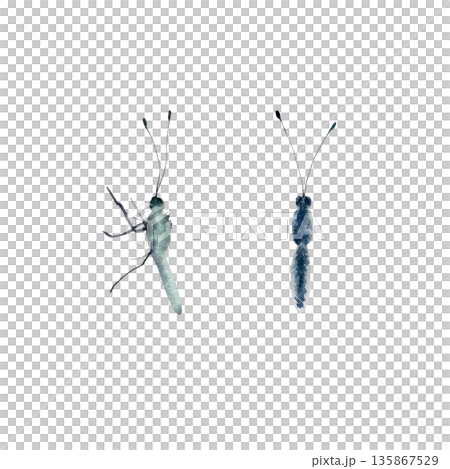Template set of a butterflys body without wings,shown in top and side views.Painted in watercolor with soft textures,for nature guides,educational projects,and weddings designs Template set of a butterflys body without wings,shown in top and side views.Painted in watercolor with soft textures,for nature guides,educational projects,and weddings designs 135867529