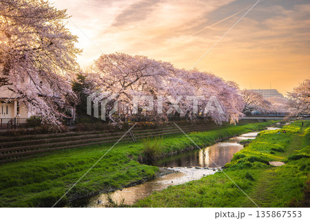 満開の河津桜と川面を照らす夕焼けの景色 満開の河津桜と川面を照らす夕焼けの景色 135867553