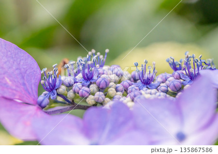 額紫陽花の蕾と花 135867586