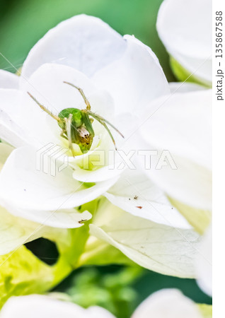 白い紫陽花の花びらに乗るサツマノミダマシ 135867588