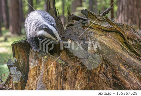 European badger is posing on an old tree stump in wild. 135867629