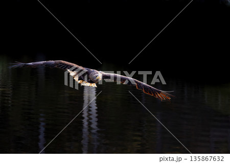 Closeup view of Sea eagle flying low over a lake. Closeup view of Sea eagle flying low over a lake. 135867632