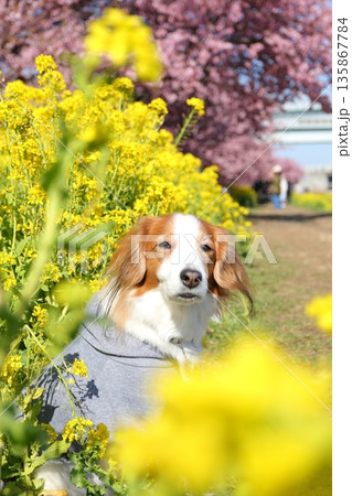 お散歩中に撮影したコーイケルの春ポートレート お散歩中に撮影したコーイケルの春ポートレート 135867784