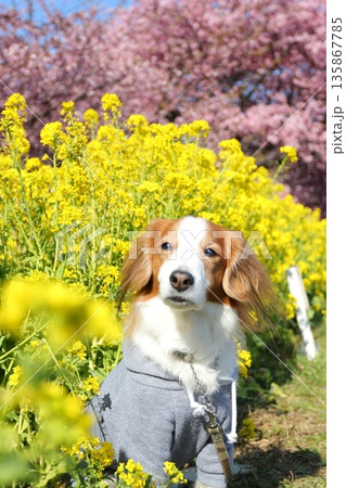 河津桜と菜の花に囲まれたコーイケルの春ポートレート 135867785