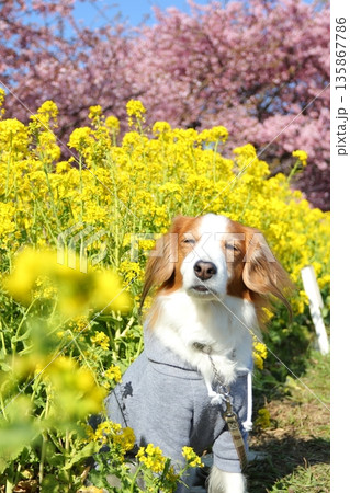 ポカポカ陽気にまぶしそうなコーイケルの春写真 135867786