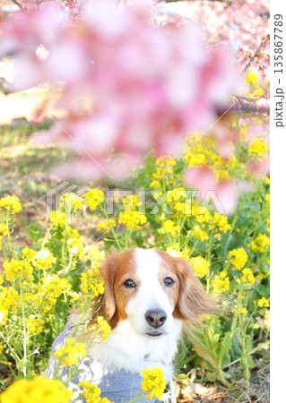 春の花に包まれたコーイケルのペットポートレート 135867789