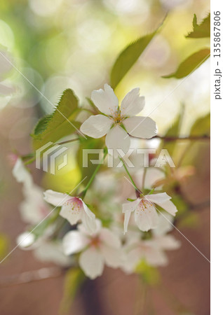 鍾馗の桜 鍾馗の桜 135867806