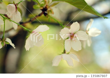 鍾馗の桜 135867807