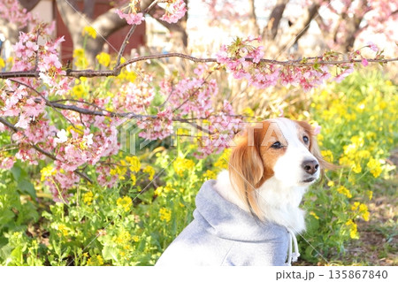 河津桜と菜の花が彩るコーイケルホンディエの春写真 135867840